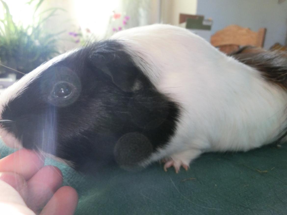 Marsvin Party - kæledekke;) billede 10