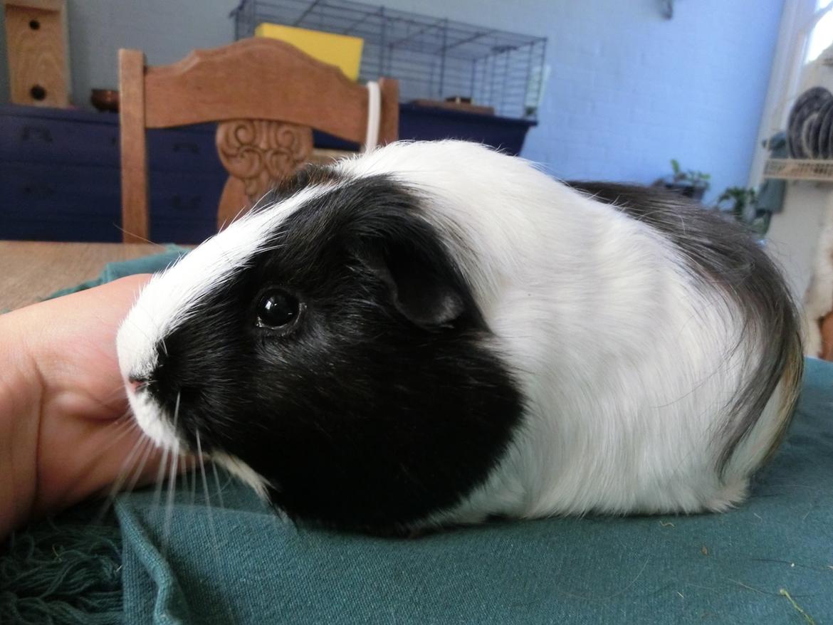 Marsvin Party - kan din hånd spises? den lugter lidt af gulerod billede 11