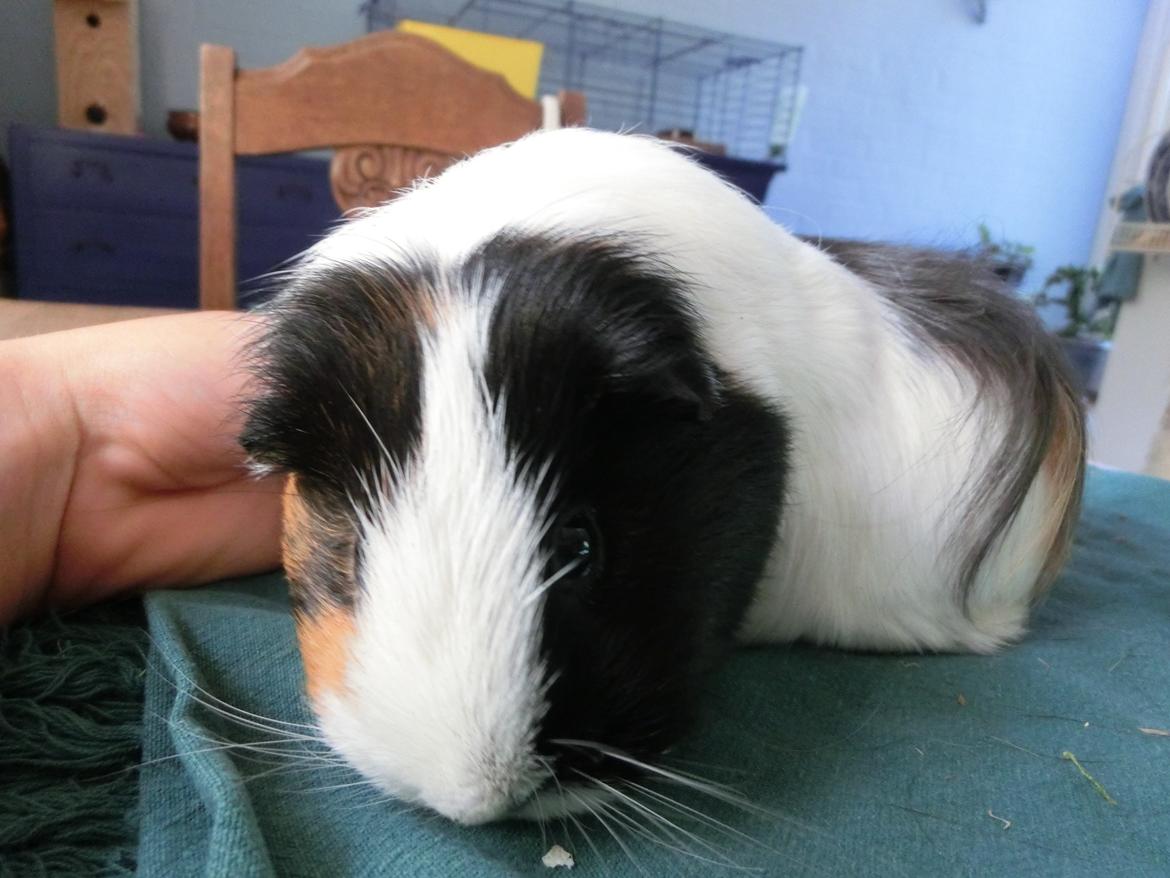 Marsvin Party - hvor har hun gemt dem? billede 12