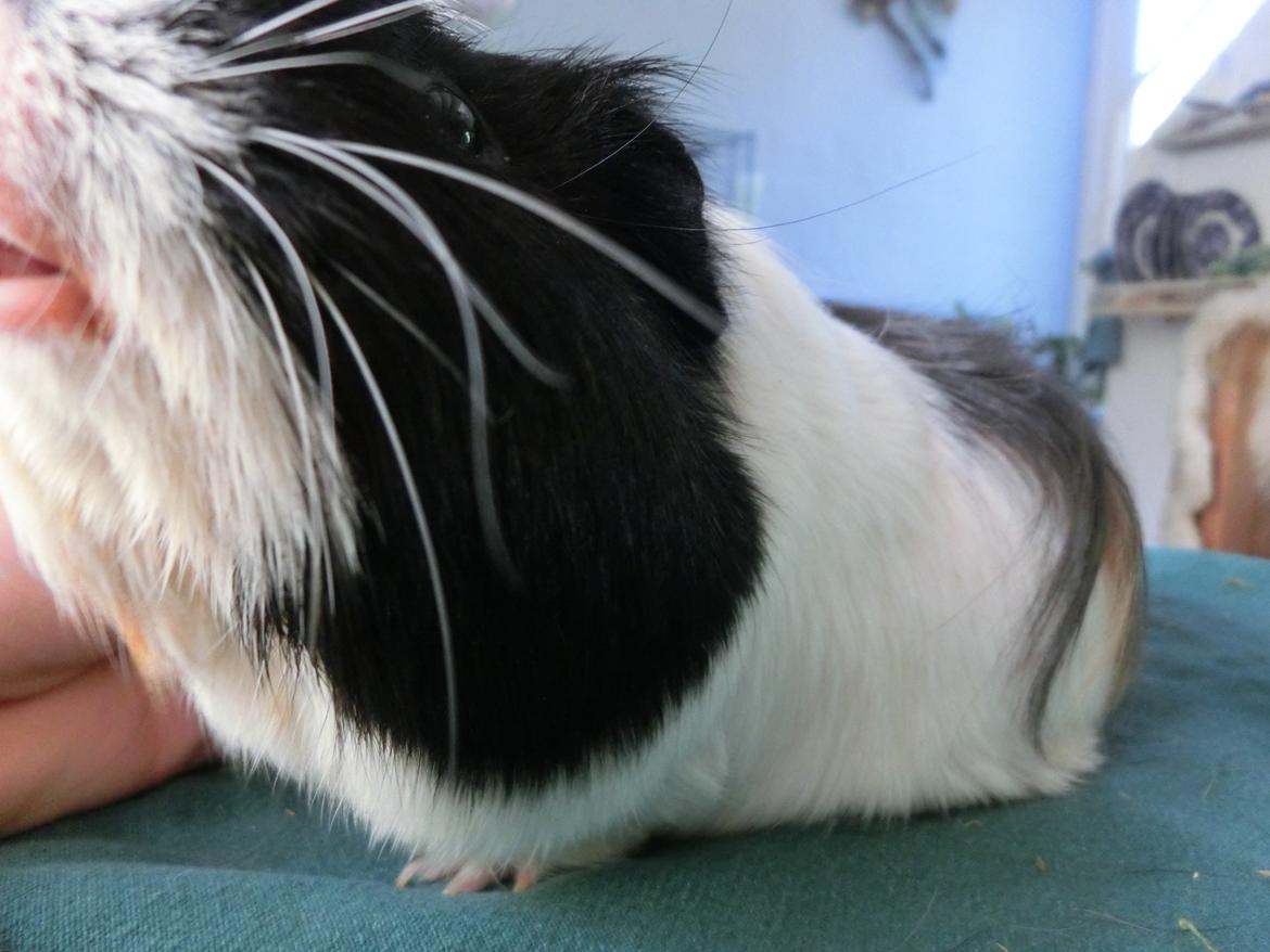 Marsvin Party - hmm, er det fugl eller fisk? billede 13