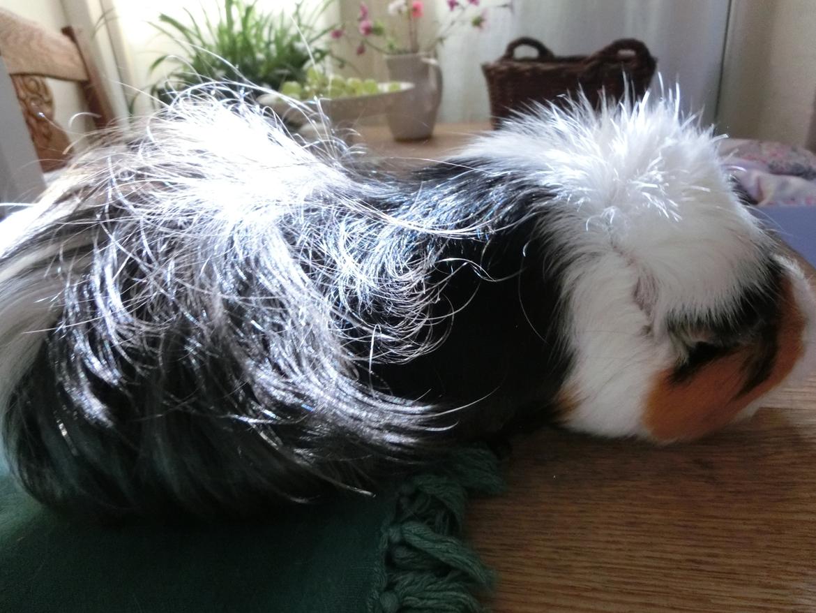 Marsvin Party - har lige været til frisør - hvad syntes i om mit nye look? billede 14