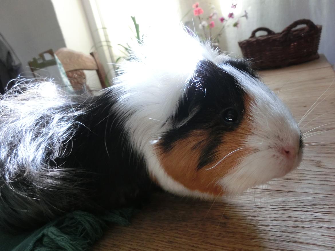 Marsvin Party - forfra er det også pænt? billede 15