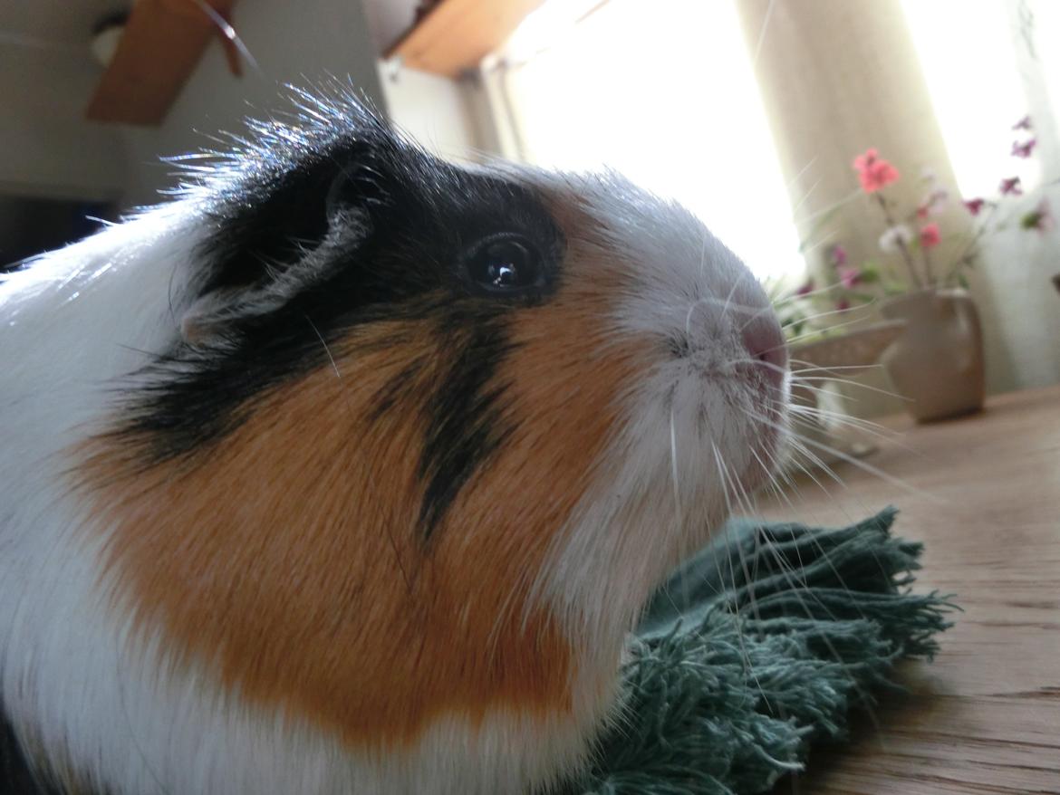 Marsvin Party - min eyeliner kiksede altså lidt idag... arj pjat, det er bare mine farver der er sådan;) billede 16