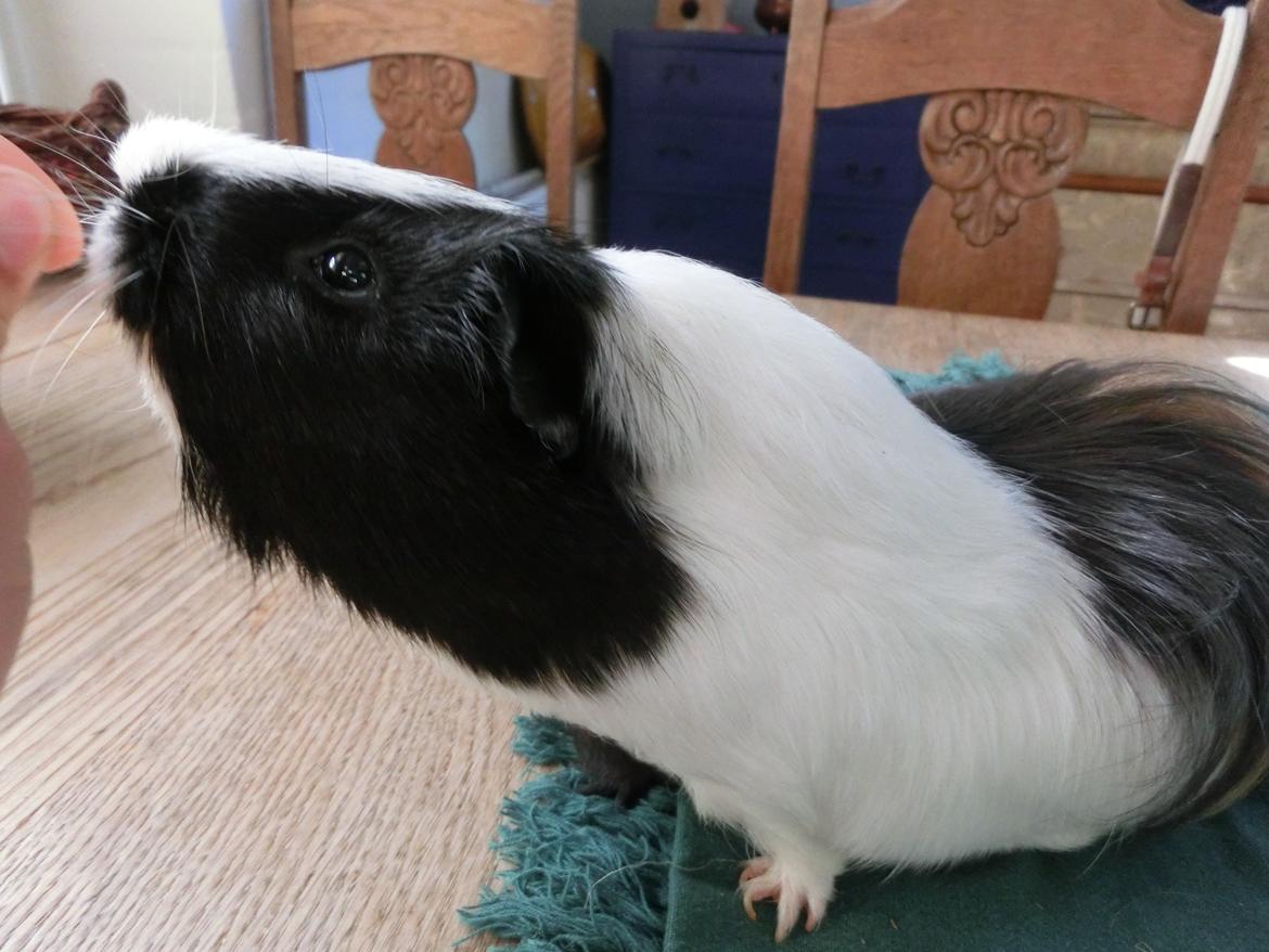 Marsvin Party - Party i metermål billede 17