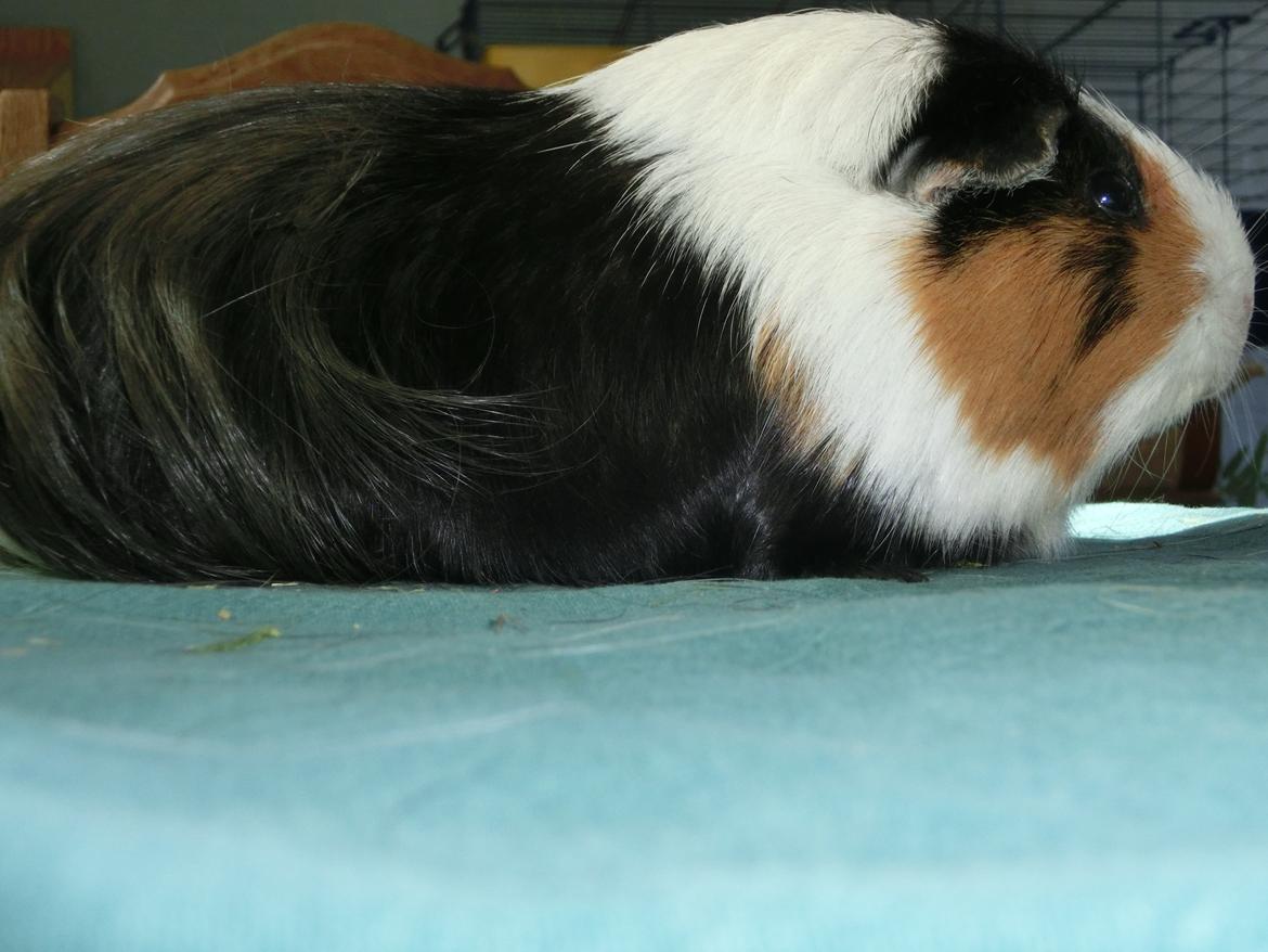 Marsvin Party - party som fotomodel;) billede 18