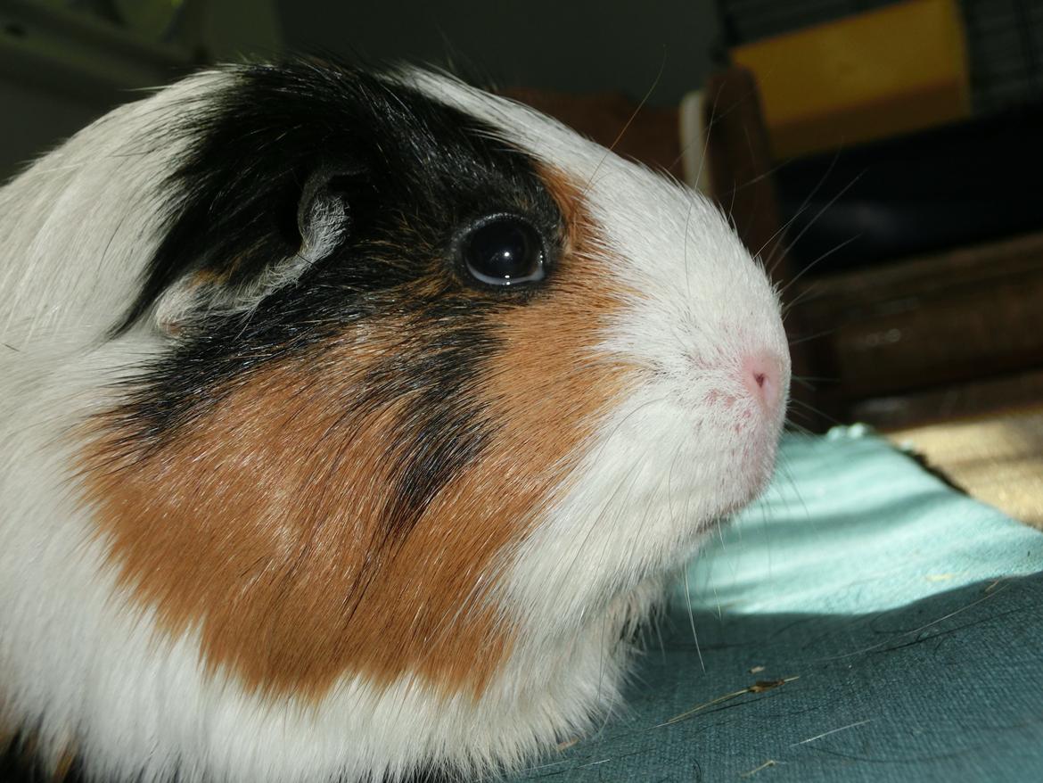 Marsvin Party - jeg er IKKE skiløjet - det er bare lyset! ;D billede 19