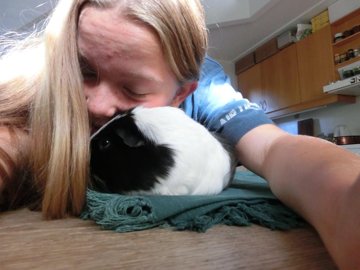 Marsvin Party - kan man mon bygge rede i det hår?? billede 20