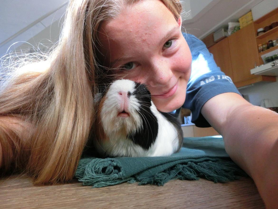 Marsvin Party - nurg, puttedyr! billede 21