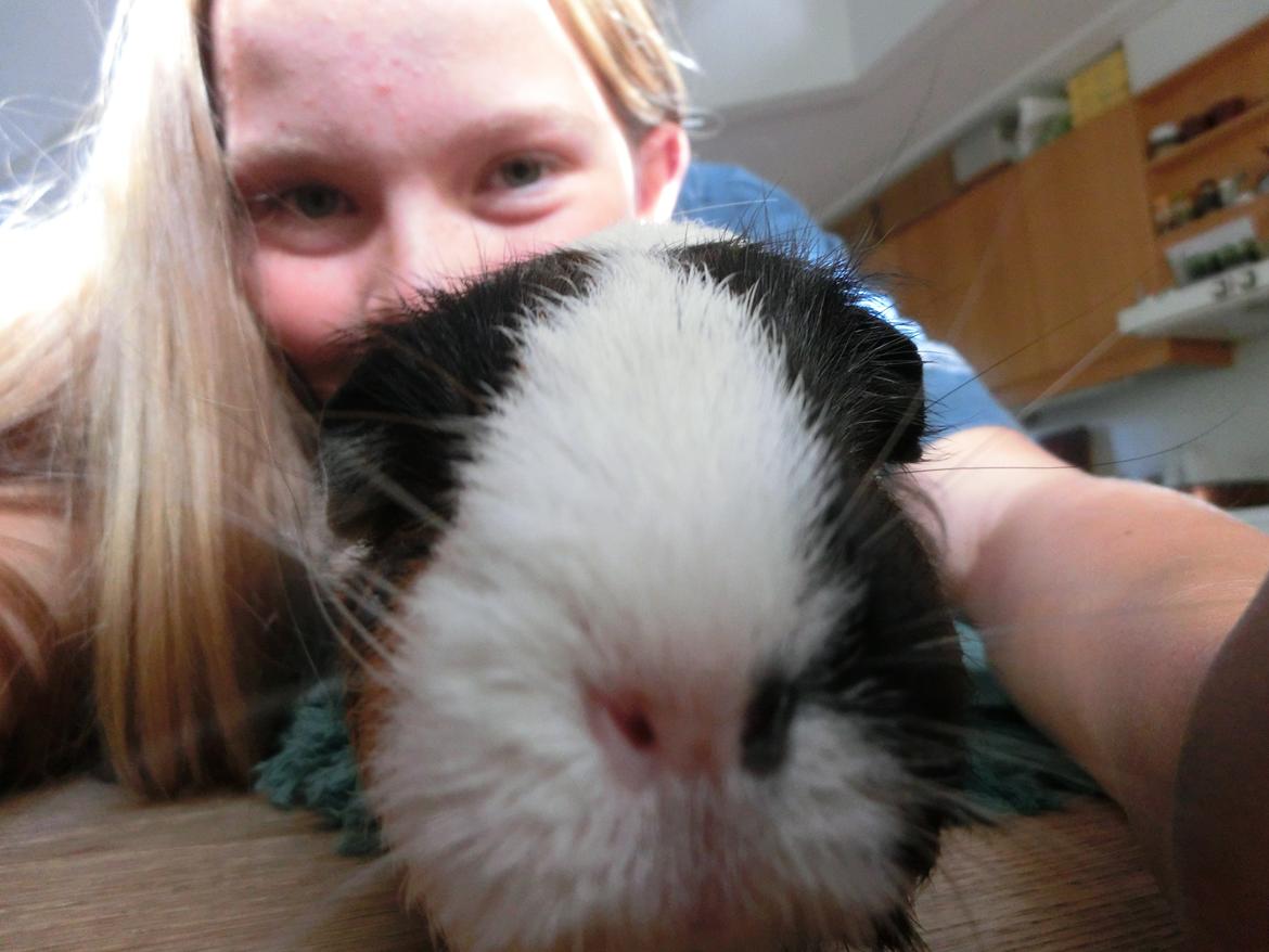 Marsvin Party - jeg er altså sikker på at det kan spises detder!  billede 22