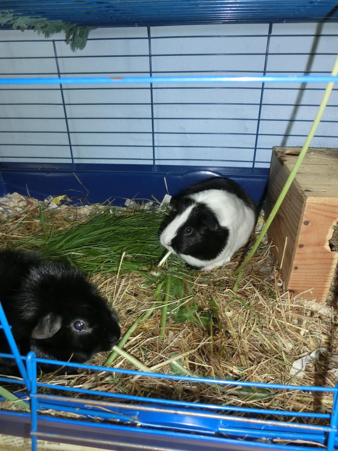 Marsvin Party - meget lange mælkebøttestængler nydes fra ende til anden;) billede 23