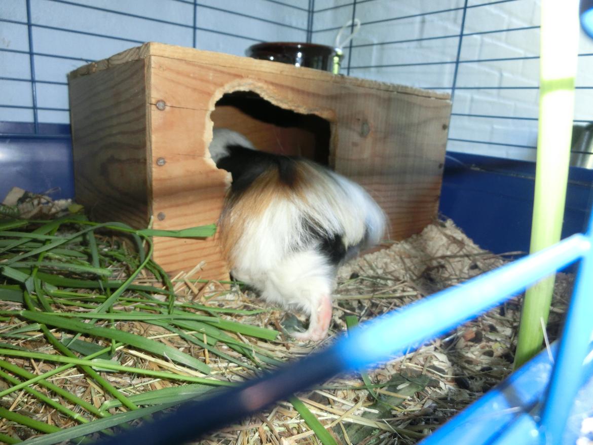 Marsvin Party - dansenumse? ;D jada! billede 24