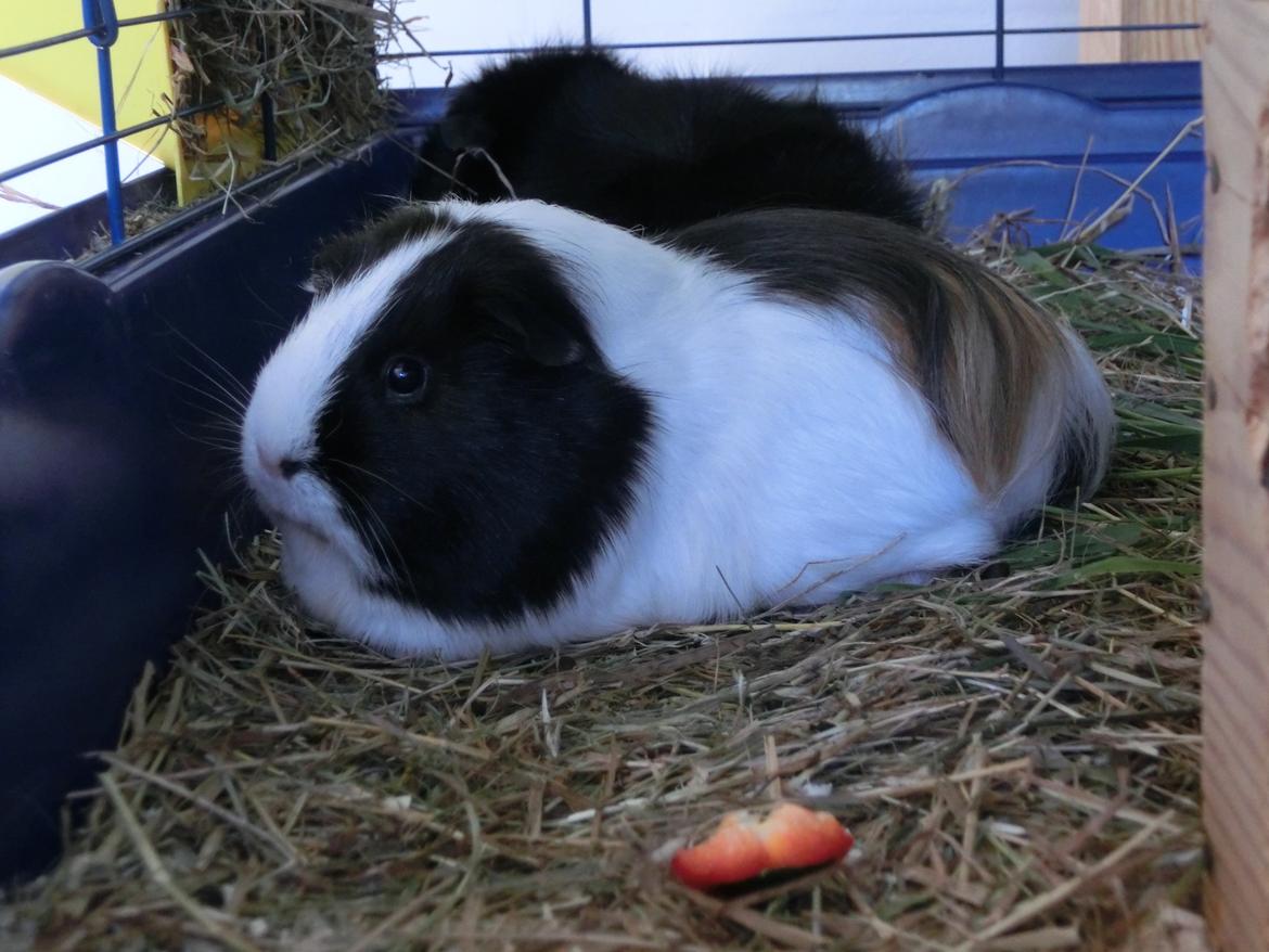 Marsvin Party - tid til en skraber hos kæresten.. billede 25