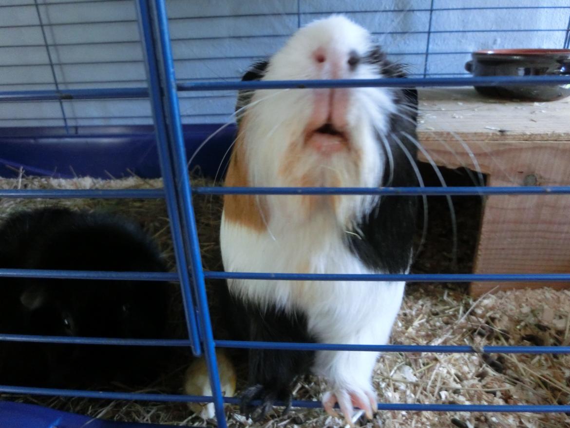 Marsvin Party - madmadmadmadmadmadmadmadmadmadmad???? billede 26