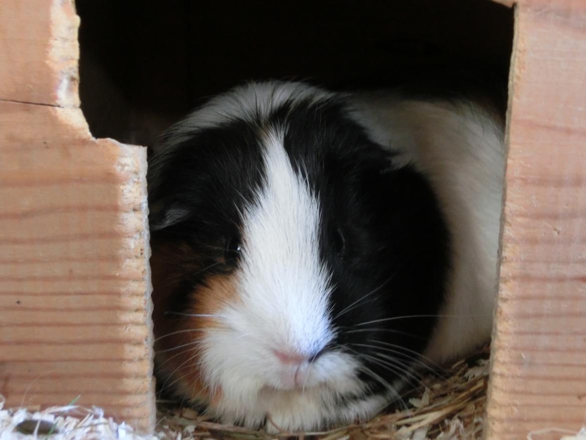 Marsvin Party - Party i huset billede 27