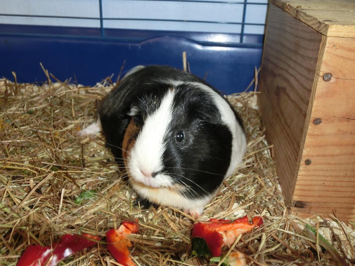 Marsvin Party - man kan godt flade ud mens man spiser - det er fysisk bevist! billede 28