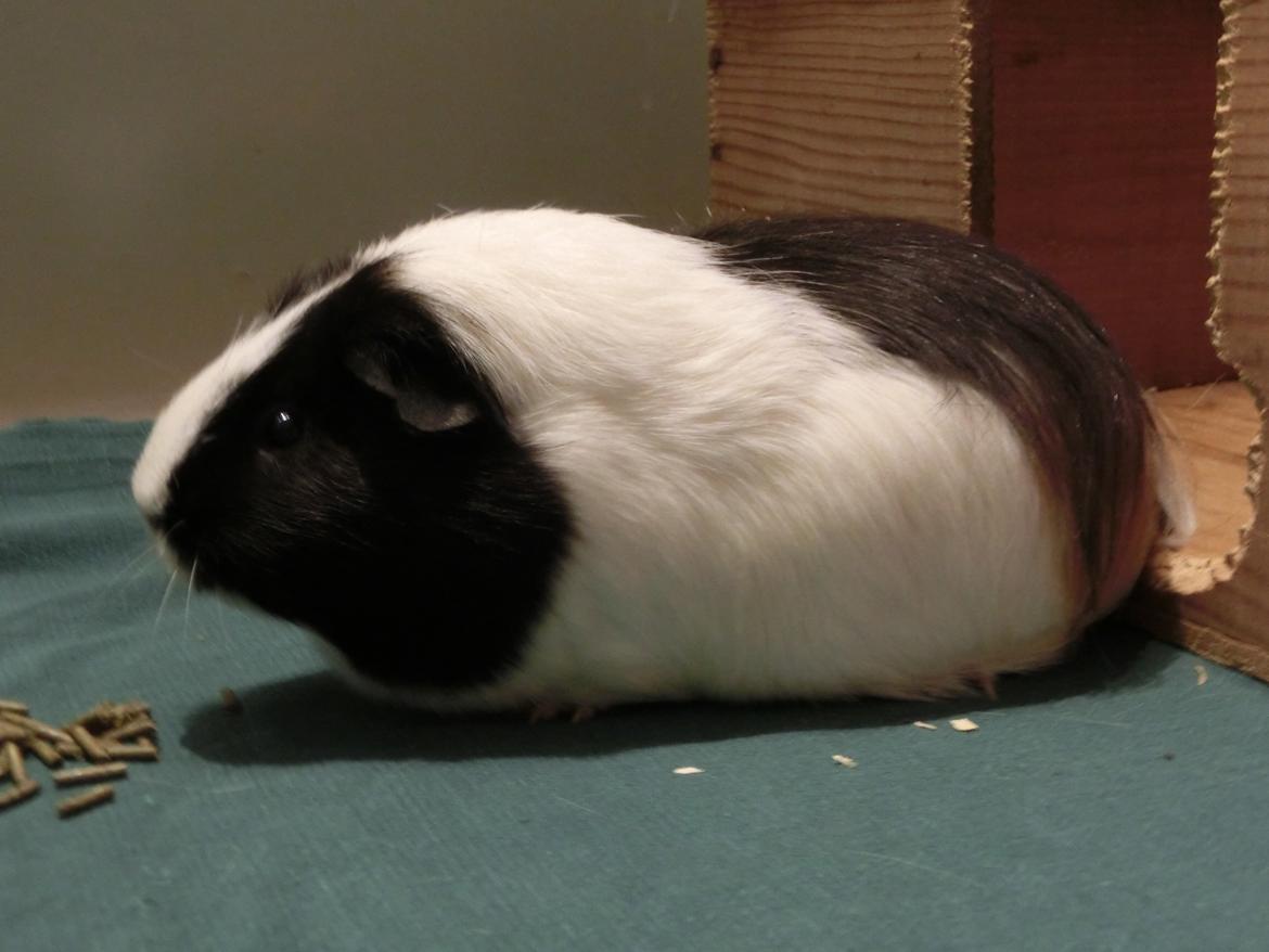 Marsvin Party - mmmmh, godbidder billede 29