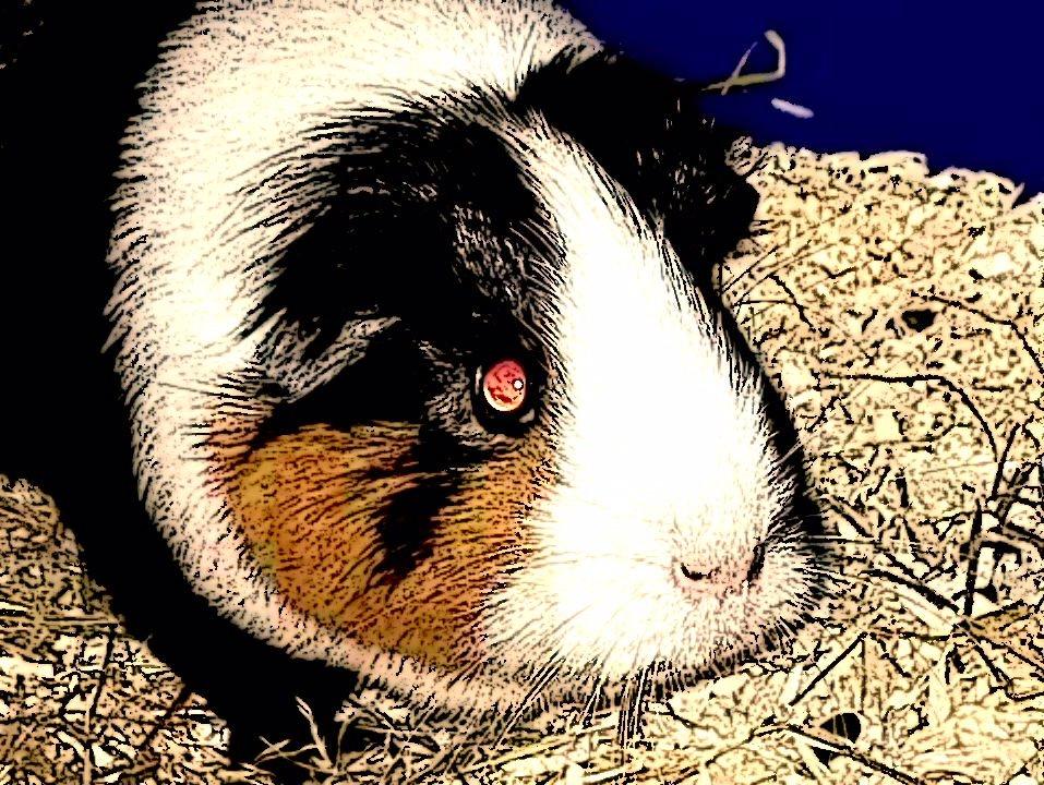 Marsvin Party - jeg gør mig godt i gimp - det syndtes jeg i hvert fald selv! billede 30