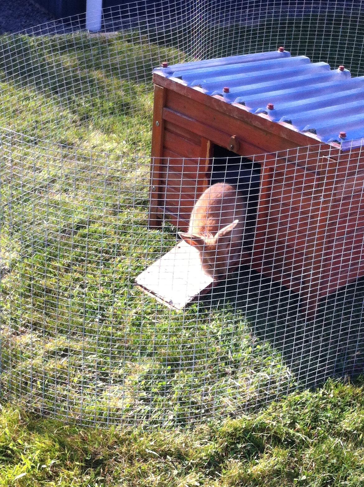 Kanin Sniffe billede 8