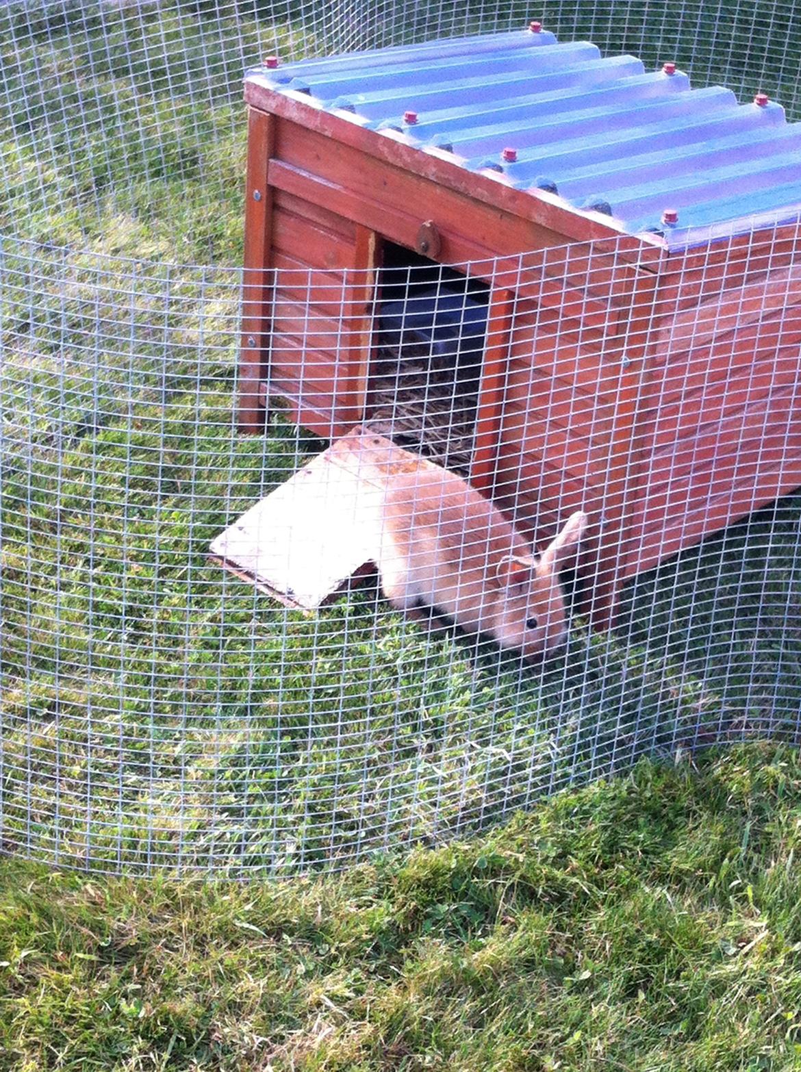 Kanin Sniffe billede 9