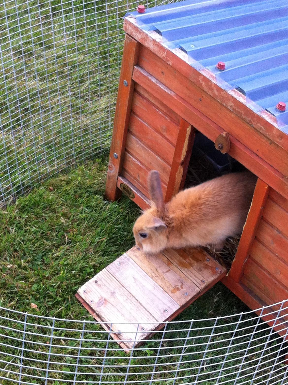 Kanin Sniffe billede 10