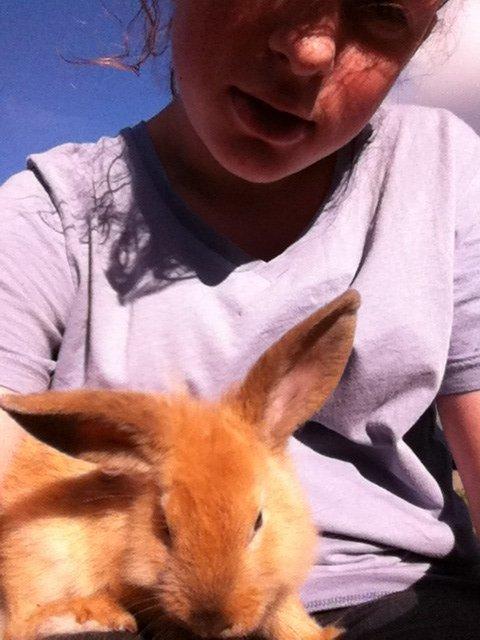 Kanin Sniffe billede 12