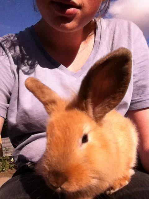 Kanin Sniffe billede 13