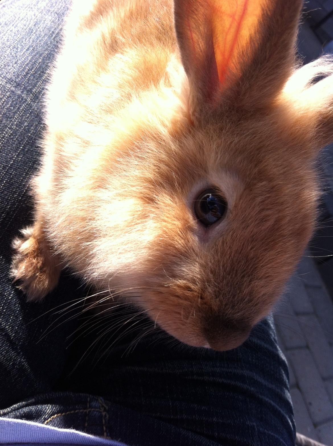 Kanin Sniffe billede 15