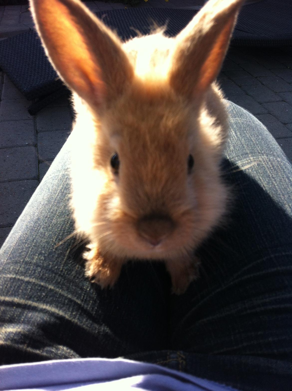 Kanin Sniffe billede 16