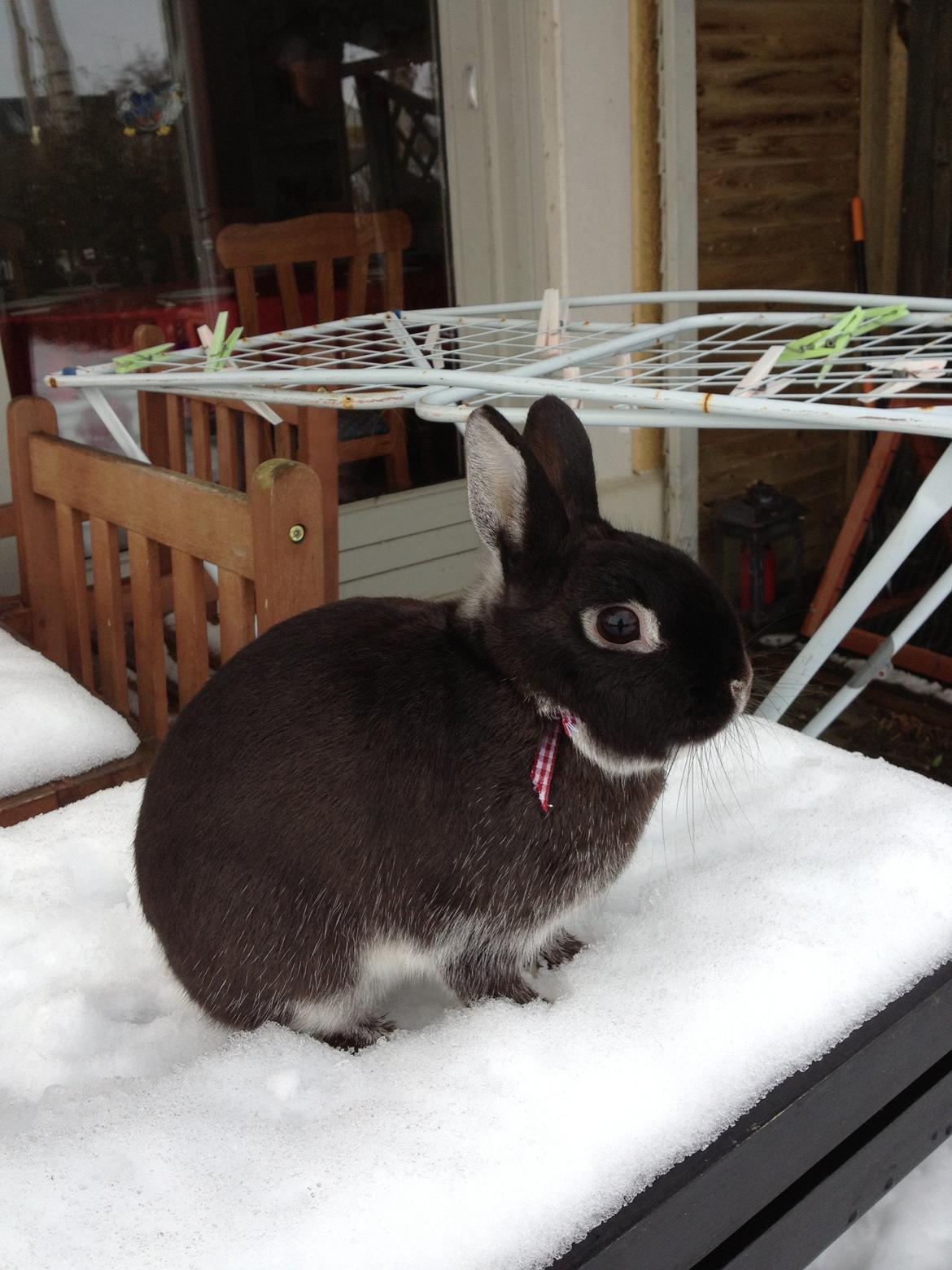 Kanin Grani billede 9