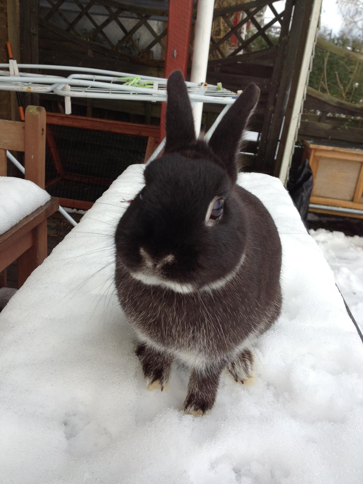 Kanin Grani billede 10