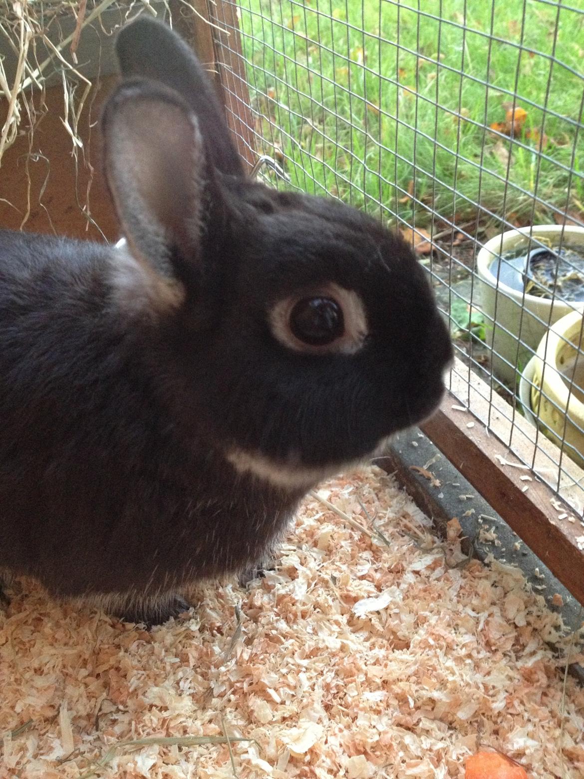 Kanin Grani billede 11