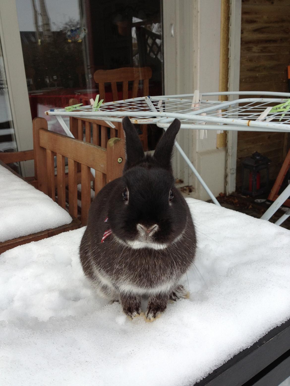 Kanin Grani billede 12