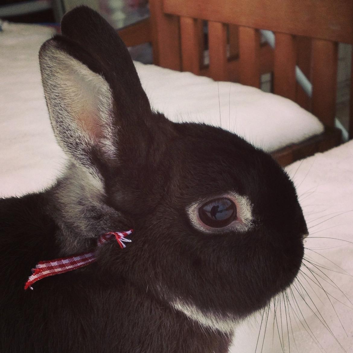 Kanin Grani billede 13