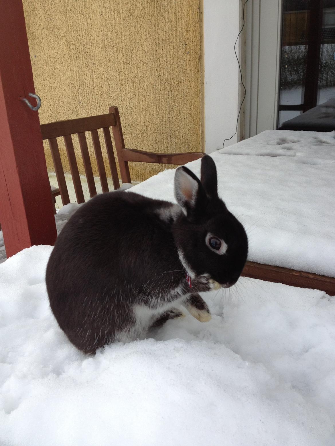 Kanin Grani billede 14