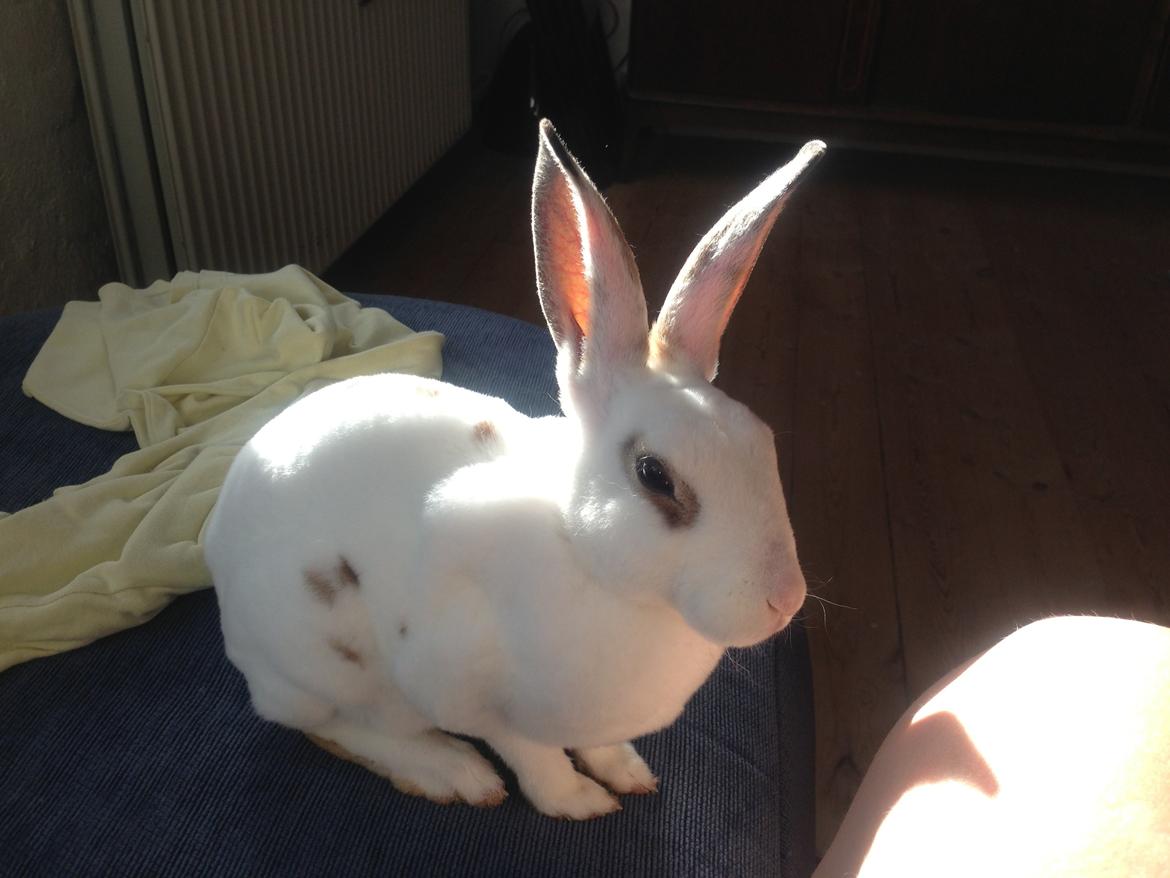 Kanin Gyðja (rex) billede 1