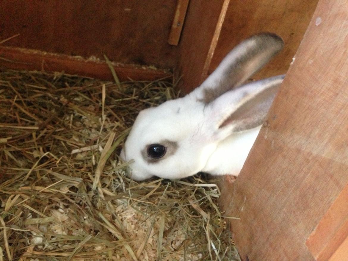 Kanin Gyðja (rex) billede 3