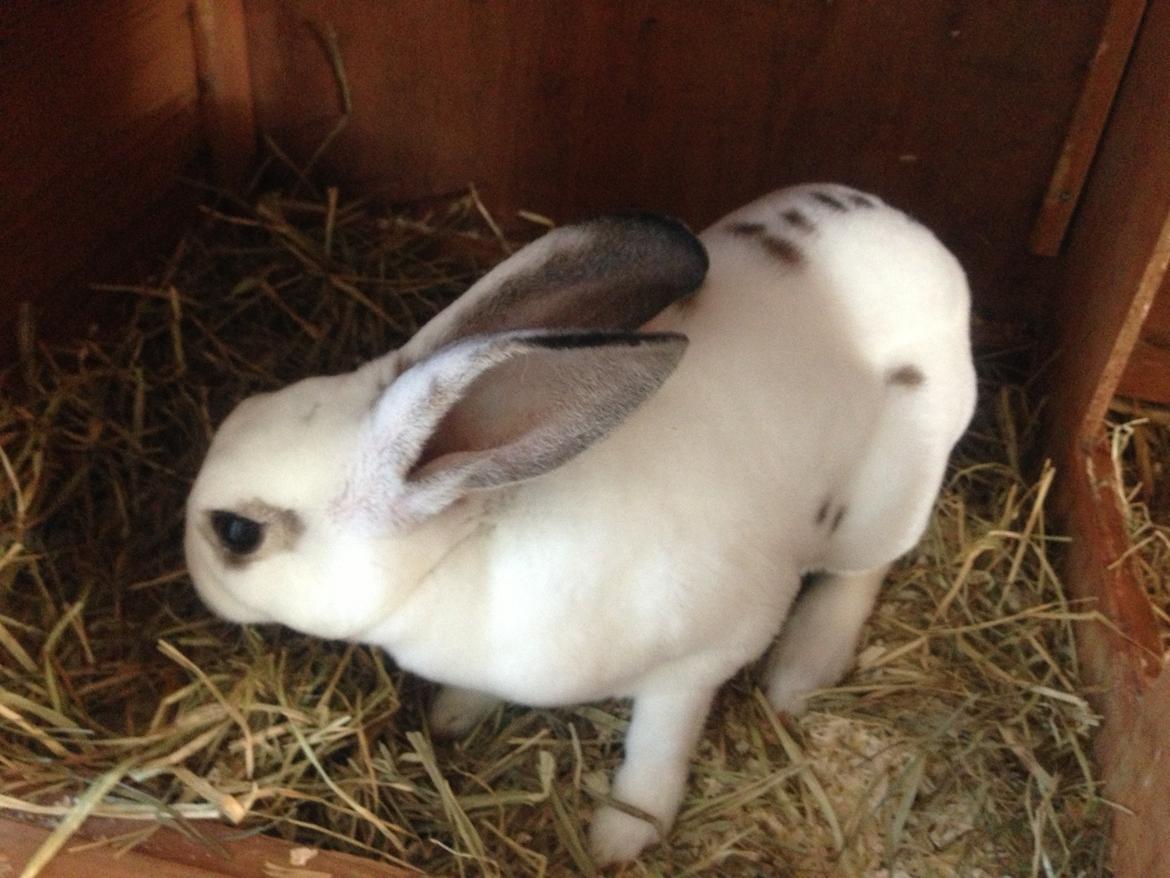 Kanin Gyðja (rex) billede 2