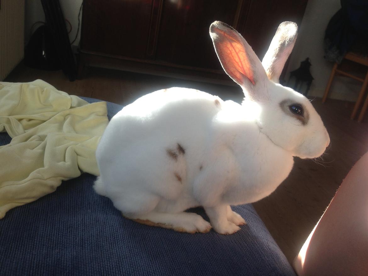 Kanin Gyðja (rex) billede 4