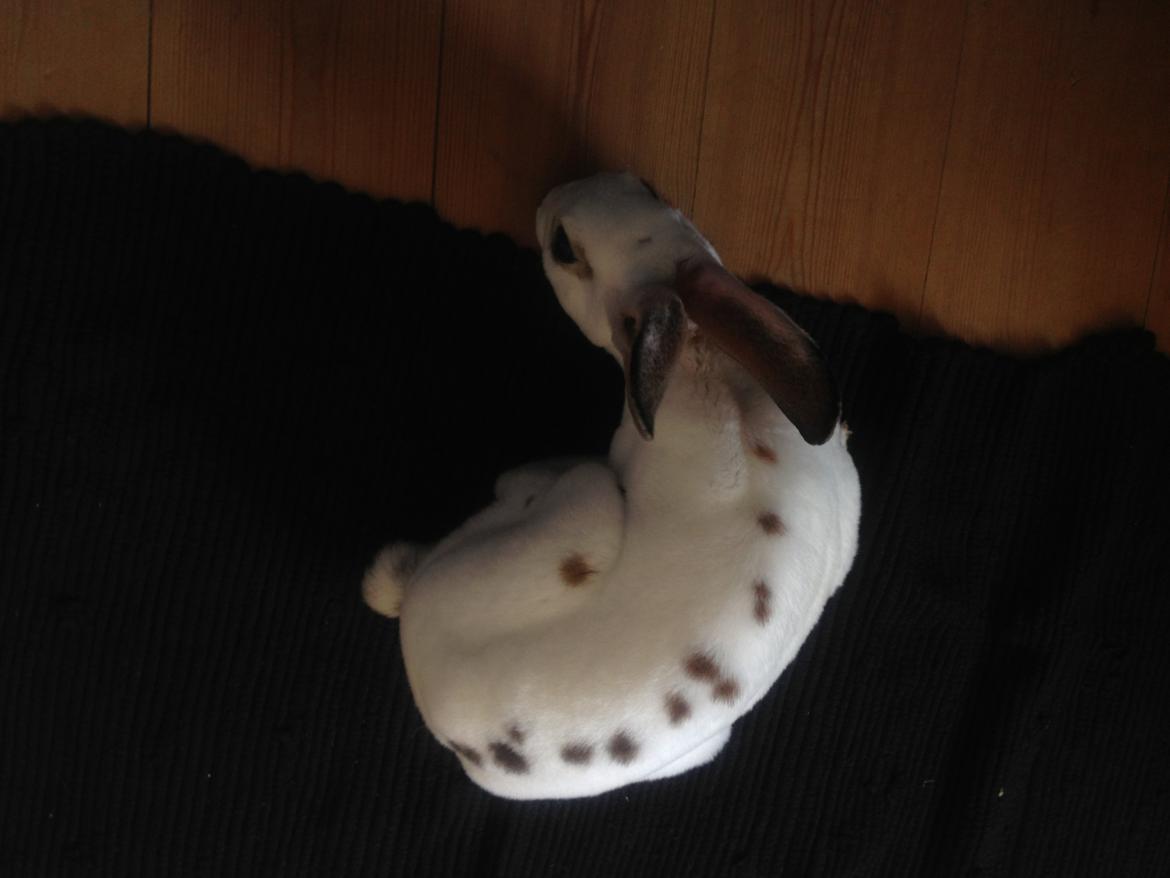 Kanin Gyðja (rex) billede 5