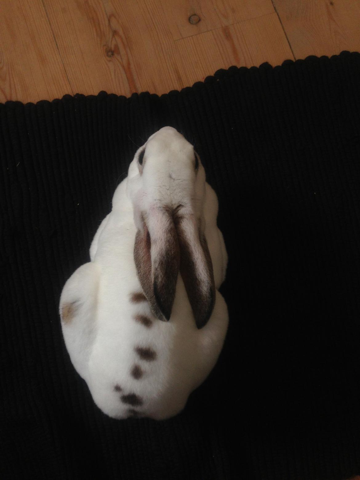 Kanin Gyðja (rex) billede 6