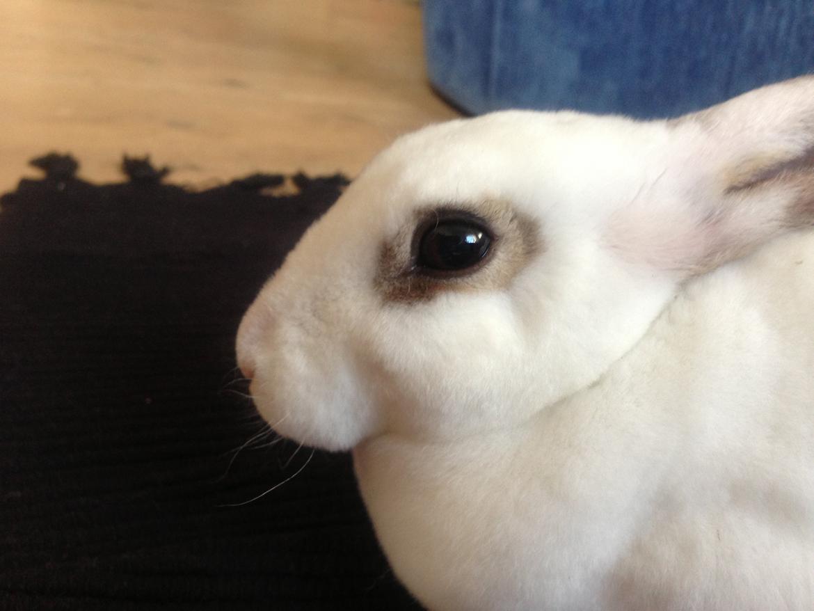 Kanin Gyðja (rex) billede 7