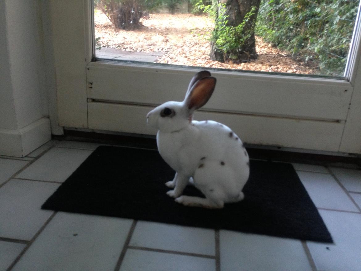 Kanin Gyðja (rex) billede 8