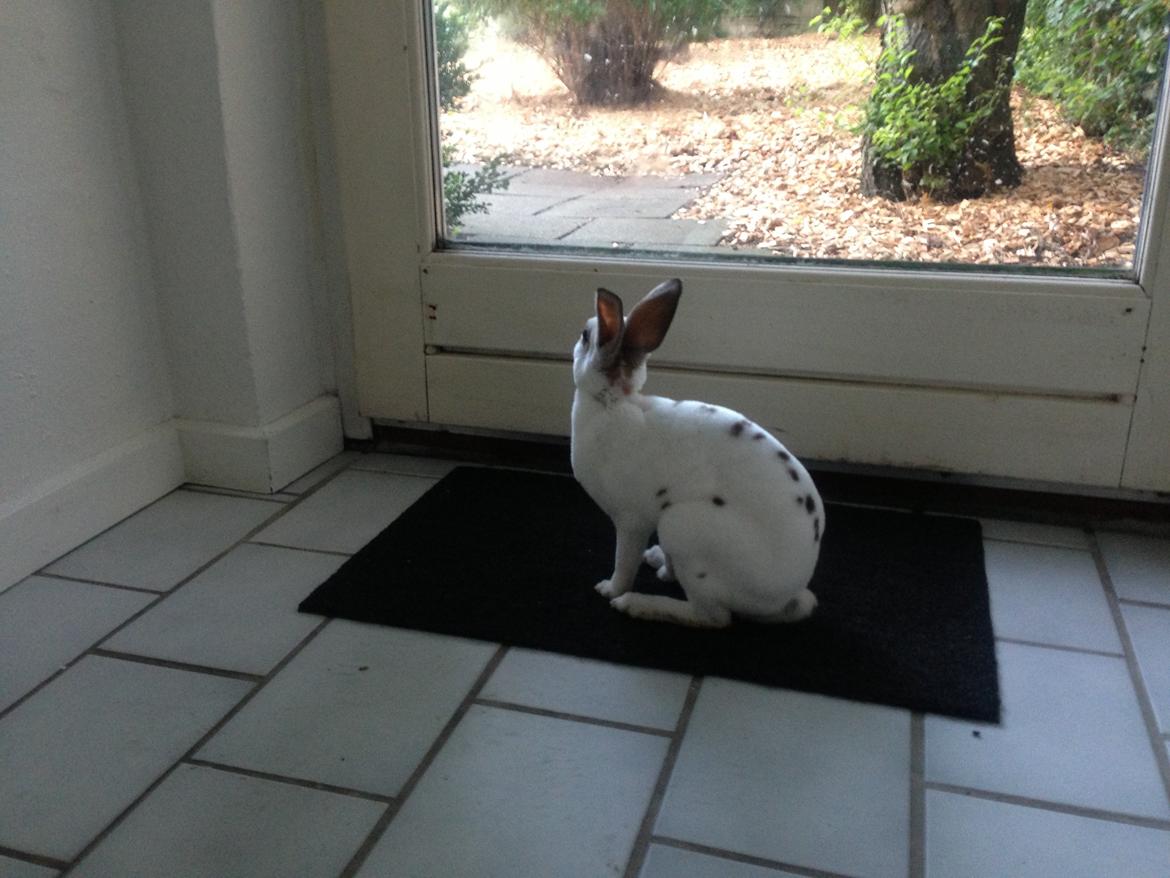 Kanin Gyðja (rex) billede 9