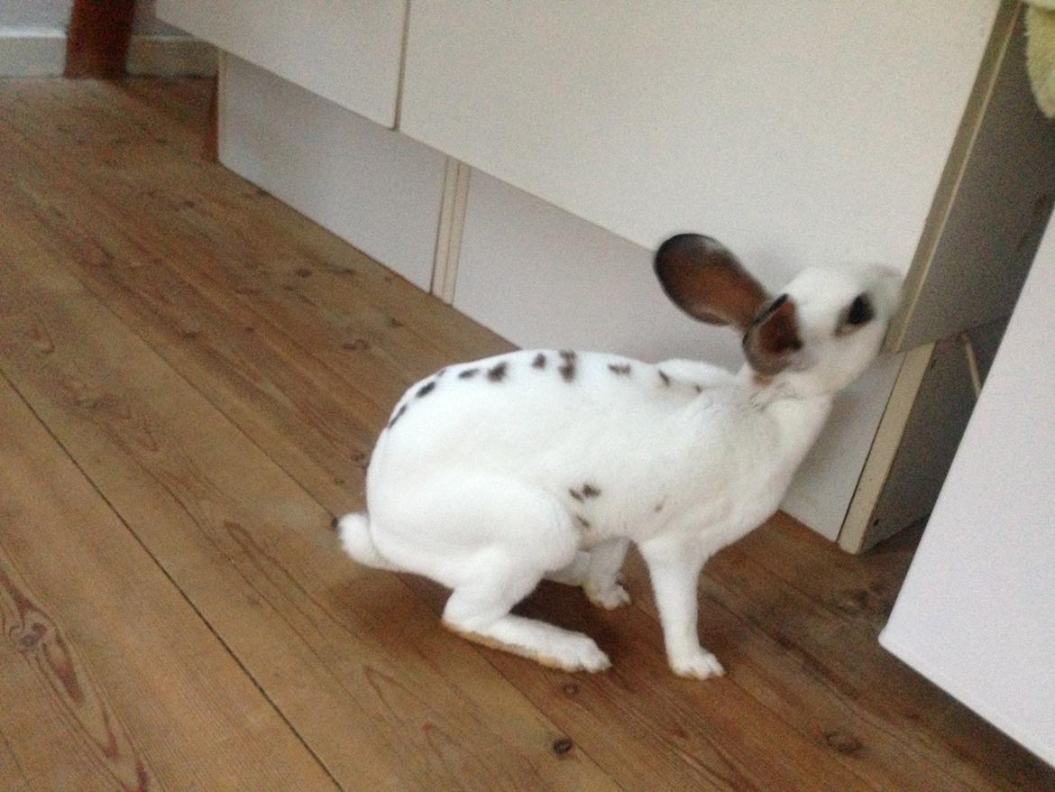 Kanin Gyðja (rex) billede 10