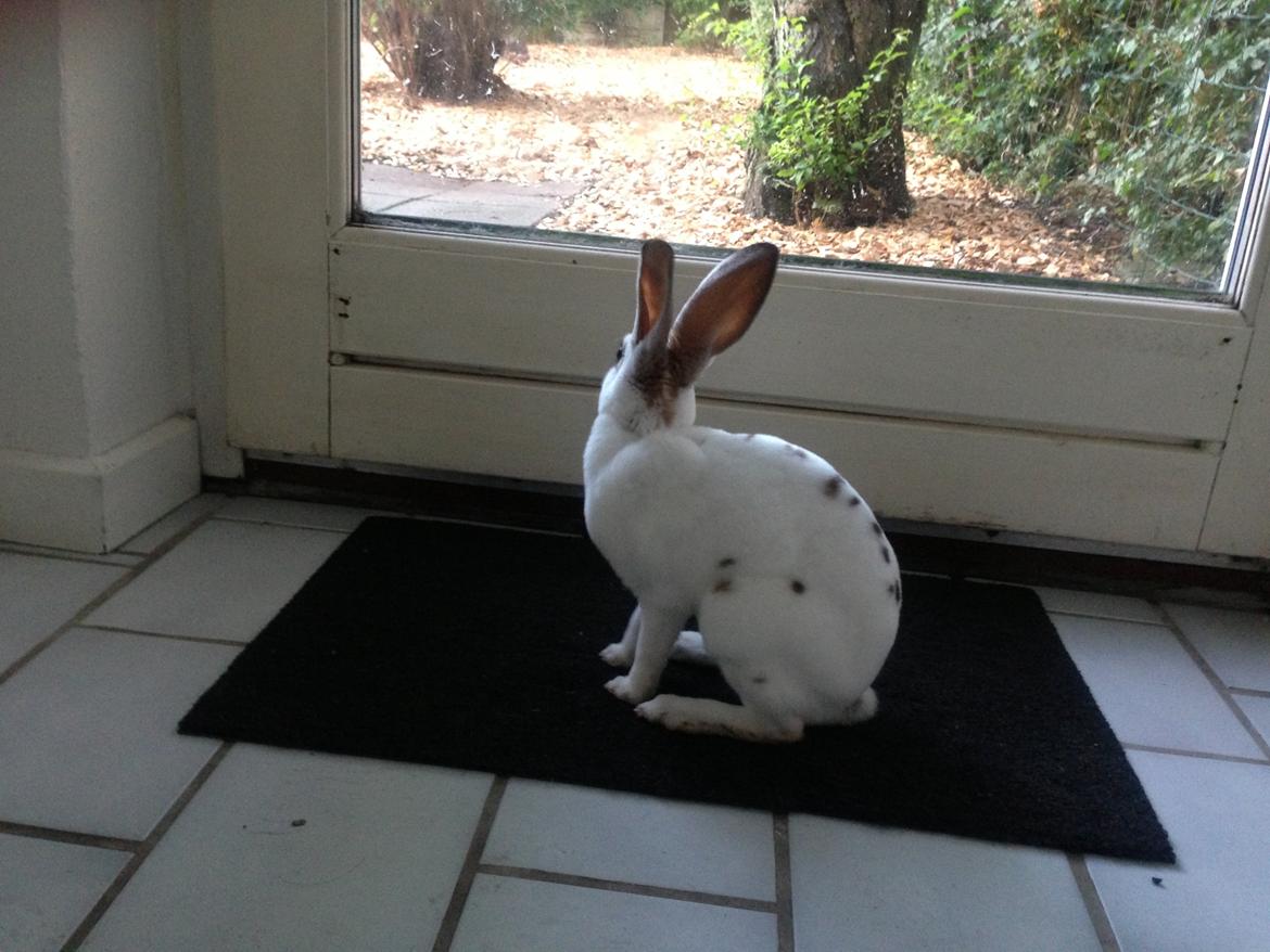 Kanin Gyðja (rex) billede 11