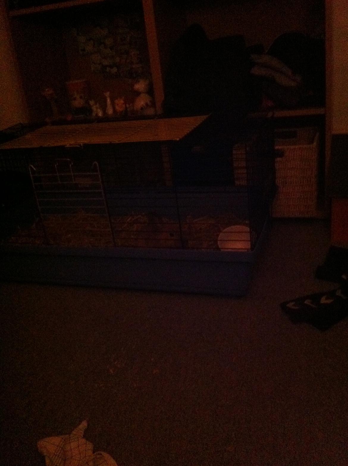 Kanin Sniffe billede 19