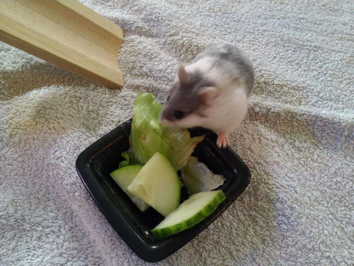 Dværghamster A kuld - Akai billede 1