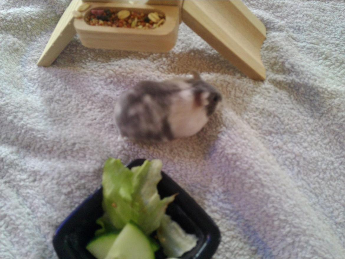 Dværghamster A kuld - Akai billede 2