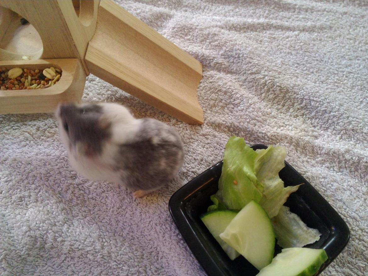 Dværghamster A kuld - Akai billede 3