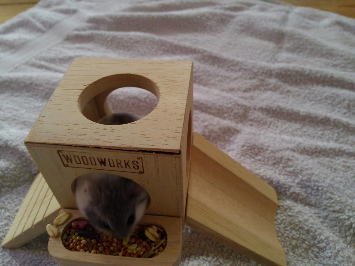 Dværghamster A kuld - Akai billede 4